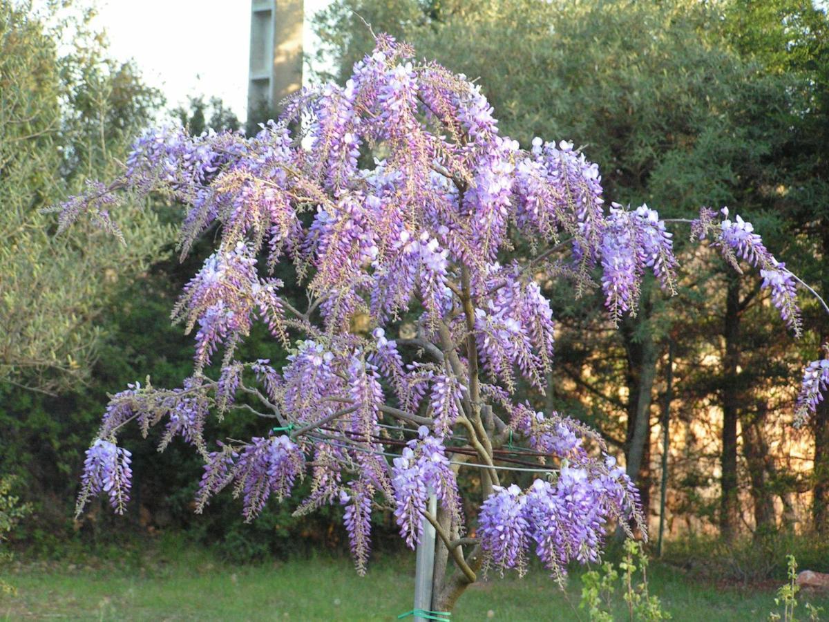 مبيت وإفطار دْراجينْيا Le Jardin Des Selves المظهر الخارجي الصورة